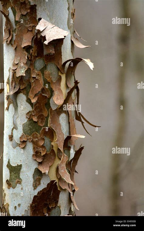 Sycamore Tree Peeling Its Bark Stock Photo Alamy
