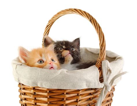 Newborn Orange White Kittens Basket Stock Photos Free And Royalty Free