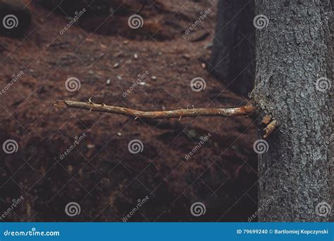 Broken Branch Stock Photo Image Of Branches Hanging 79699240