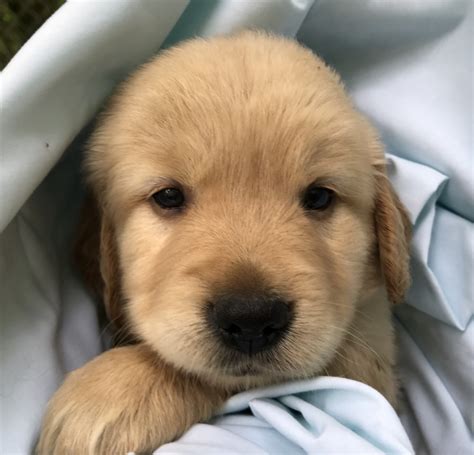 Golden Retriever Puppies For Sale Great Valley Ny 299210