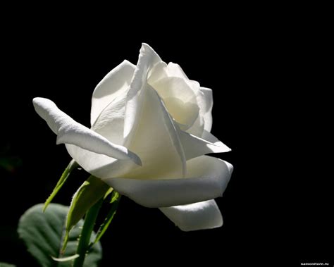 Free Download The White Rose On A Black Background Black Flowers Roses
