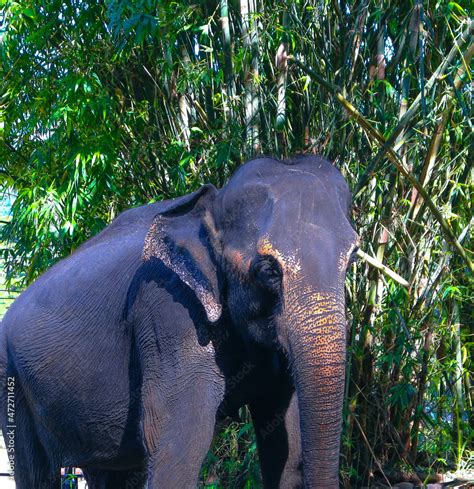 Sri Lankan Domestic Elephants In Kandy Perahara Stock Photo Adobe Stock