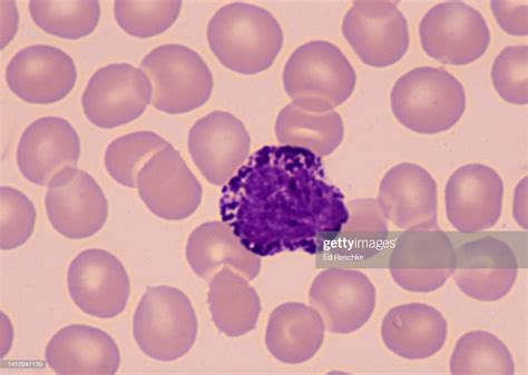Basophilgranular White Blood Cell A Leukocyte Associated With