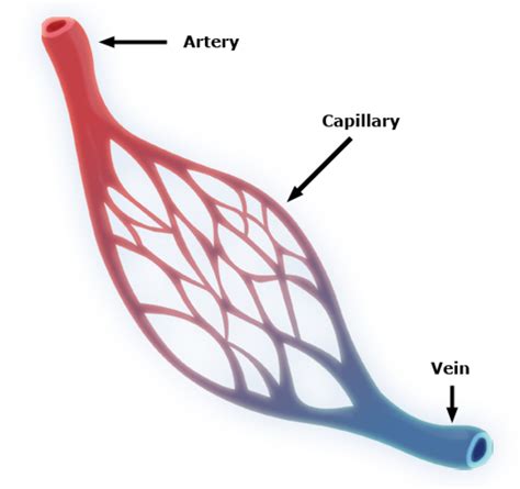 What Are Blood Vessels Types Structure And Functions Hubpages