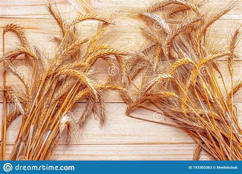 Rye Grain Whole Barley Harvest Wheat Sprouts Stock Image Image Of