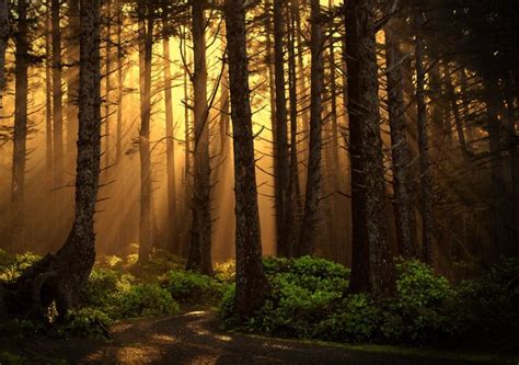 Dusk Rays Photography Dawn Forest Trees Sage Wallpaper Images Tree