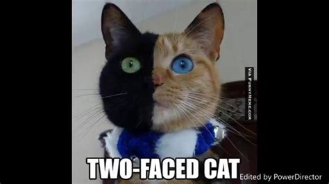 Most Adorable And Funny Cat Memes So Cute You Will Barf