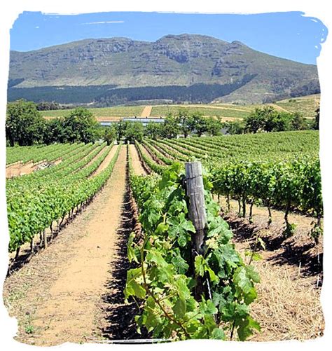 Groot Constantia The Oldest South Africa Wine Country Estate