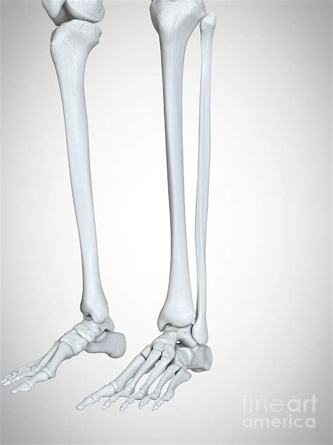 Illustration Of The Lower Leg And Foot Bones Photograph By Sebastian