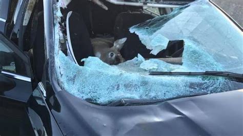 Deer Crashes Through Car Windshield In Highway Accident