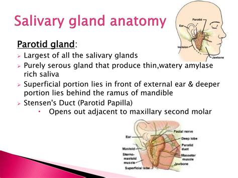Anatomy Of Salivary Glands Ppt Images And Photos Finder