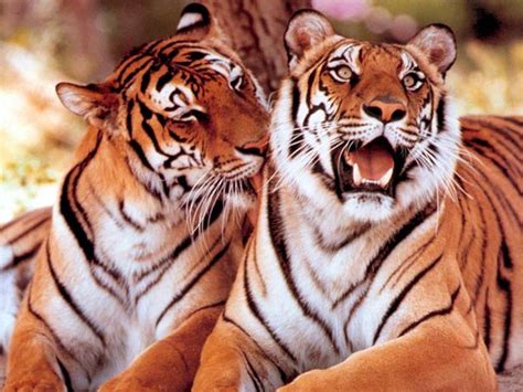 Free Download Tigers Wallpapers High Definition Backgrounds X For Your Desktop Mobile