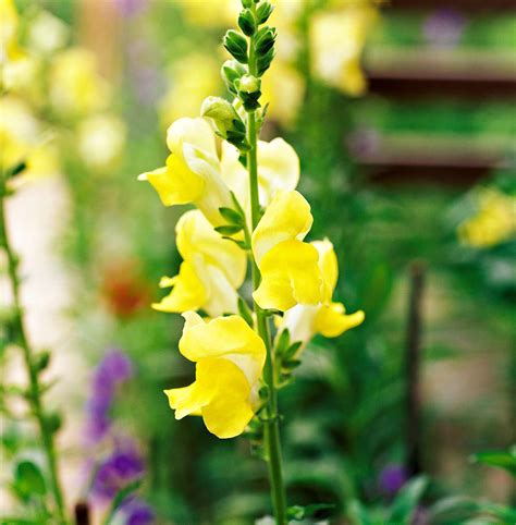 Snapdragon Better Homes And Gardens