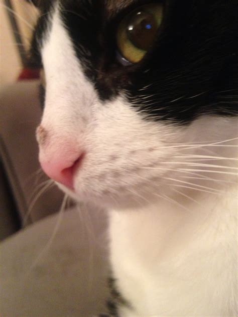 My Cat Has Bump On Nose Thecatsite