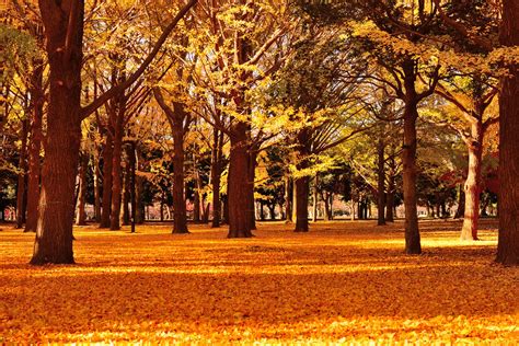 10 Best Spots To See Autumn Leaves In Tokyo