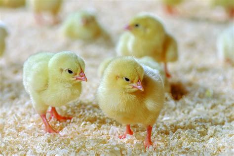 How To Check Day Old Chick Quality Poultry World