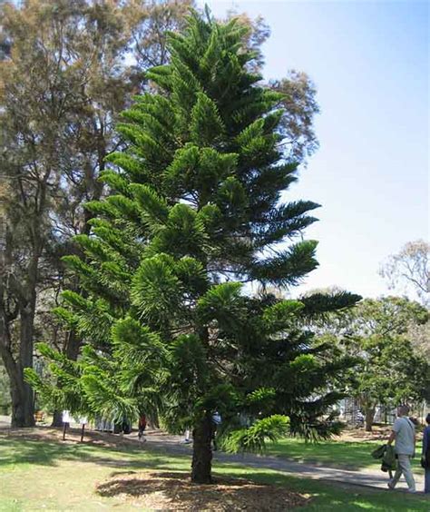 Cemara Norfolk Araucaria Heterophylla Tanaman Hias Lanskap