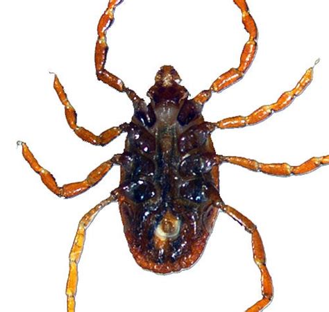 Are Brown Dog Ticks Dangerous To Dogs