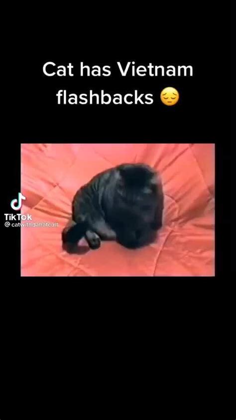 Cat Has Vietnam Flashbacks Ifunny