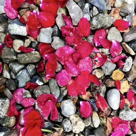 Rose Petals Stones Free Photo On Pixabay