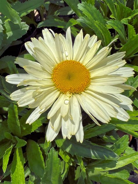Buy Shasta Daisy Plants Leucanthemum Stadler Nurseries