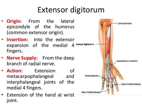 Extensor Muscles Of The Forearm