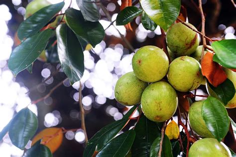 Star Apple - Penang Tropical Fruit Farm