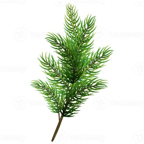 Fir Tree Branch Christmas Pine Tree 12995594 Png