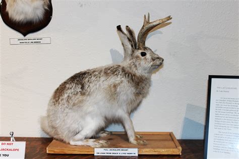 On The Trail Of The Jackalope As Real As You Want Them To Be Sierra
