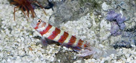 Pistol Shrimp And Goby Partnership Tropical Fish Hobbyist Magazine