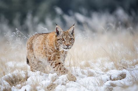 480x800 Resolution Beige Wildcat Lynx Winter Snow Wildlife Hd