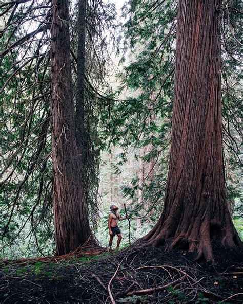 Giant Old Growth Cedar Forests Can Be Found On The Many Hikes Around