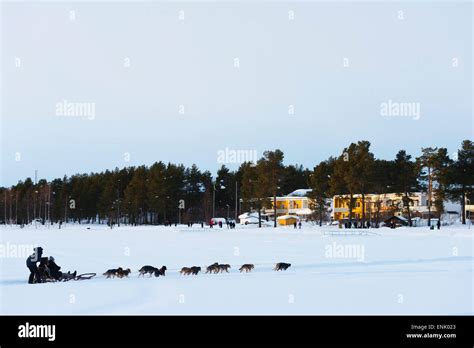 Dog Sledding Jokkmokk Lapland Arctic Circle Sweden Scandinavia