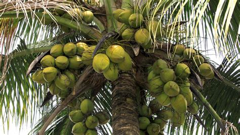 The jury is out on whether the coconut is a fruit, nut or seed. Lagos targets 10 Million coconut trees by 2023 — Nigeria ...