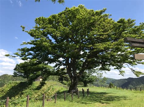 【作詞】 伊藤アキラ【作曲】 小林亜星【 歌 】 ヒデ夕樹この木なんの木 気になる木名前も知らない木ですから名前も知らない木になるでしょう. なんだかとても懐かしくて不思議な光景の場所です | かならず ...