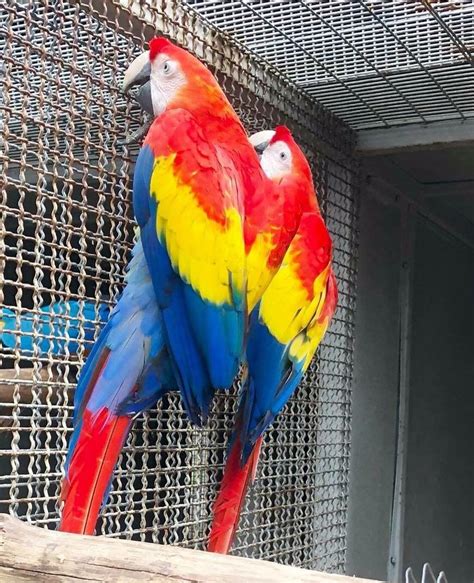 Scarlet Macaw For Sale Ara Macao For Salebuy Scarlet Macaw Ara For Sale