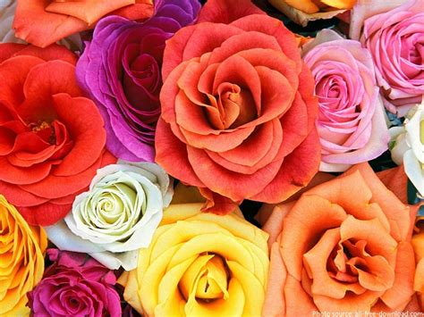 Interesting Facts About Roses Just Fun Facts
