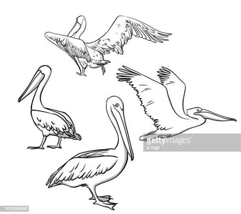 Pelican High Res Illustrations Getty Images