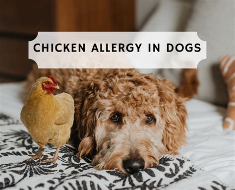 Chicken Allergy In Dogs Everything You Need To Know Dog Allergies