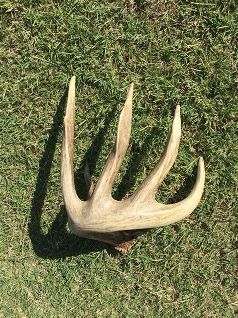 Pin By Adam On Shedsdead Heads Shed Antlers Whitetail Bucks