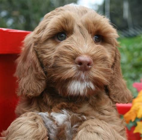 We work hard to place our puppies in an environment where both the families and the puppies are set. Labradoodle puppies for sale |Breeder Oregon | Pacific Coast