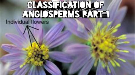 Taxonomyclassification Of Angiosperms Part 1 Youtube