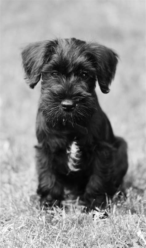 15 Things About Schnauzers You Would Like To Know Page 2 The Paws