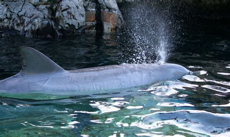 Delphin Marine Säugetier Schlag · Kostenloses Foto Auf Pixabay