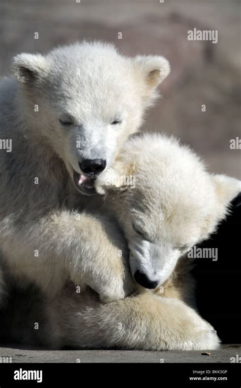 Two Little Polar Bear Cubs Playing Stock Photo Alamy