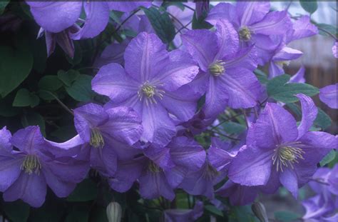 Maybe you would like to learn more about one of these? PRINCE CHARLES - Donahue's Greenhouse