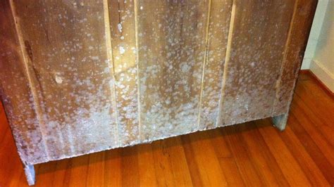 The best temperatures in which mold grows is between 2 and 40 degrees celsius. Is White Mold Dangerous and How to Remove It?