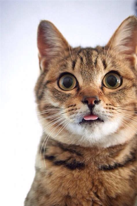 Cat Sticking Its Tongue Out Cats Pinterest