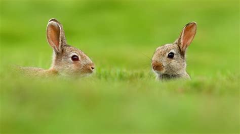 Two Rabbits In The Big Green Grass