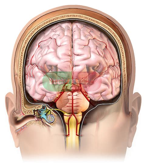 Nerve Ear Brain Stem